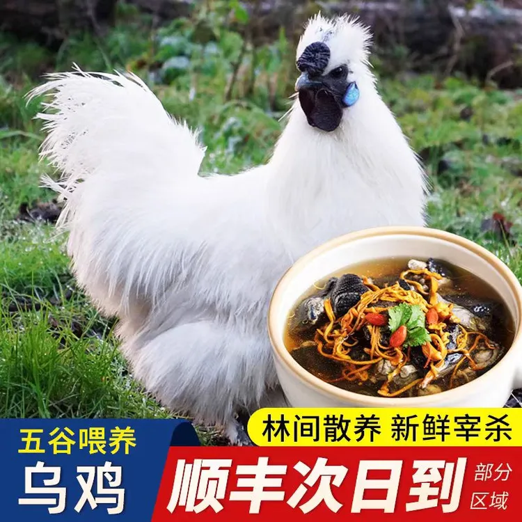 顺丰包邮【3只滋补乌鸡】新鲜乌鸡乌骨鸡母鸡鸡肉整只补血滋补