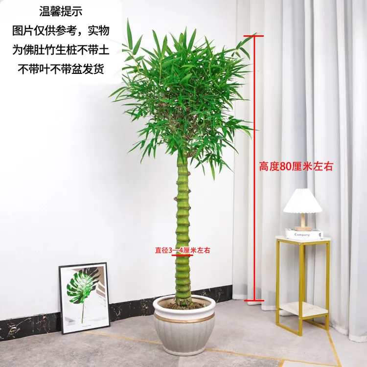 佛肚竹生桩高度0.8米/粗度3至4厘米/不带叶子不带花盆发货