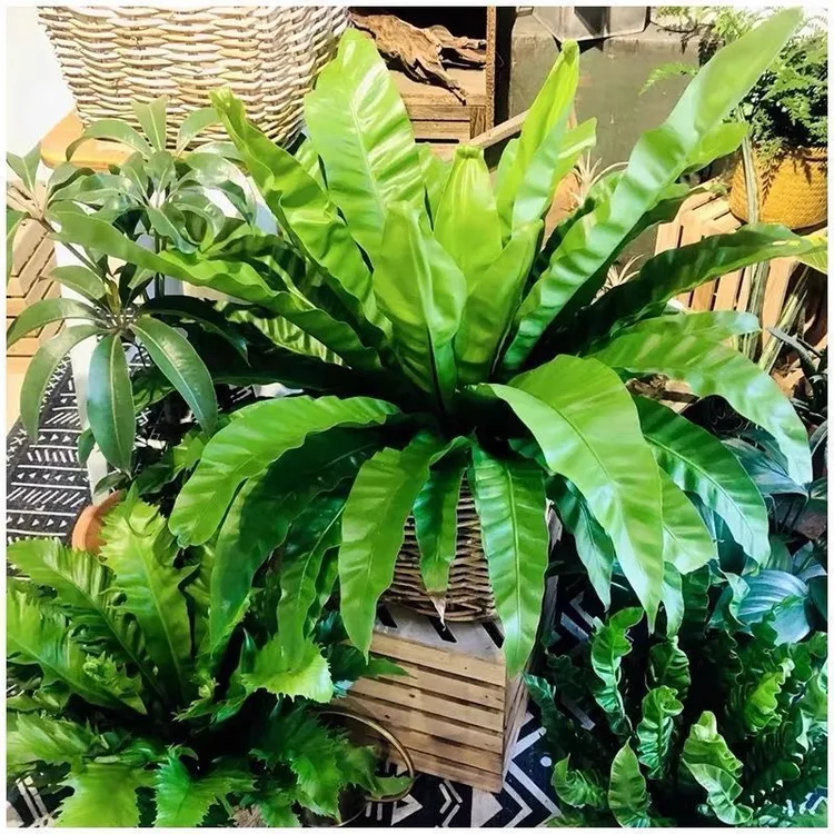 大盆展叶鸟巢蕨盆栽水培绿植室内北欧好养净化空气观叶绿植