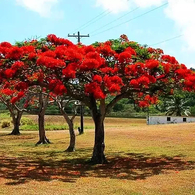 凤凰花树苗庭院别墅风景树红花楹大树室外门前遮阳旺宅凤凰木树苗