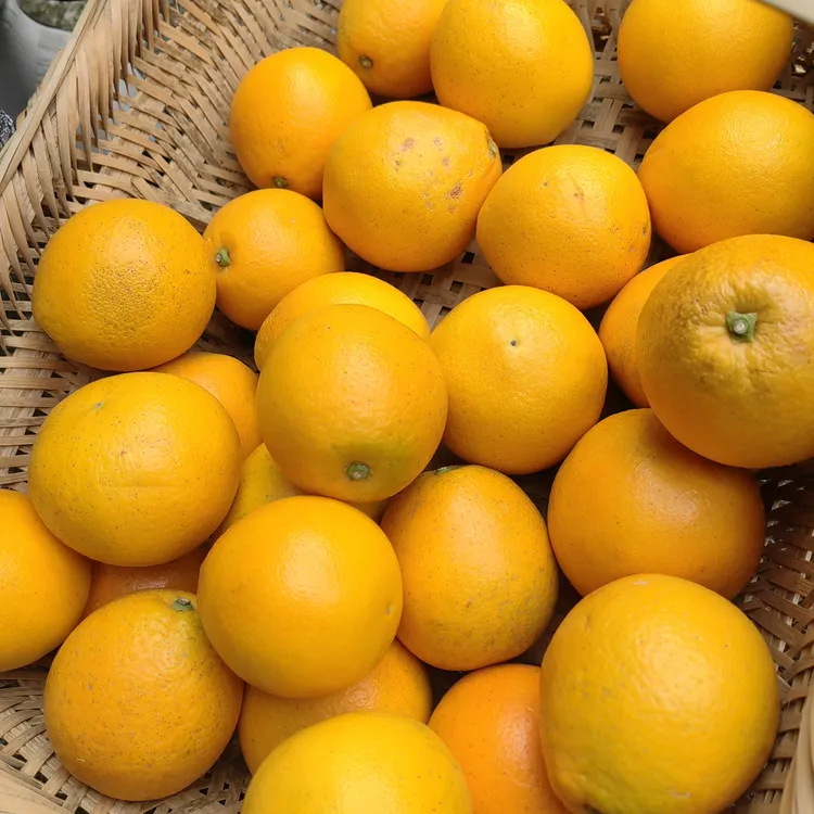 湘西脐橙古丈红石林现摘阳光果橙