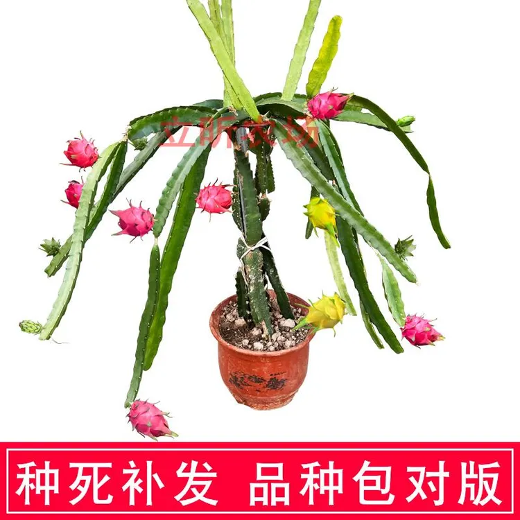 红肉红心火龙果树果苗盆栽燕窝火龙果苗南北方四季阳台种植水果苗
