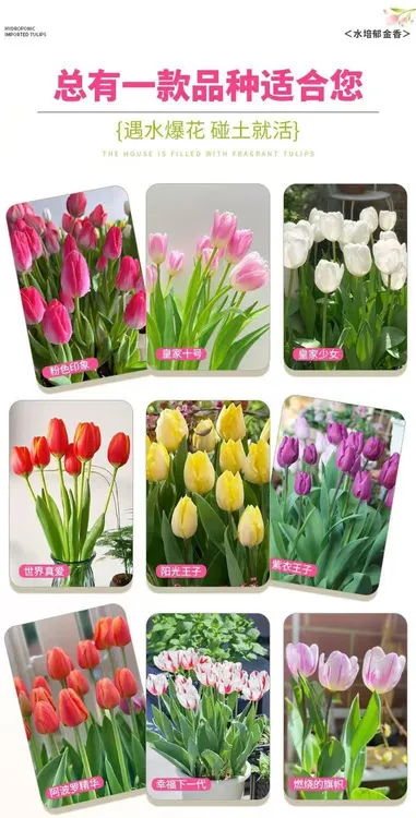 荷兰进口(郁金香五度球)四季水培土培耐寒花卉种球室内鲜花植物