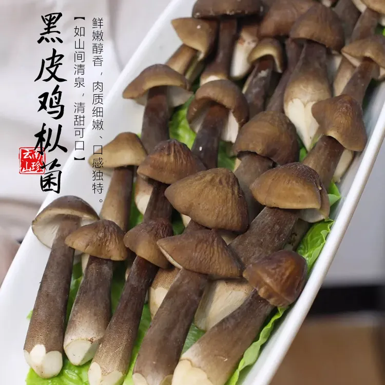 云南新鲜黑皮鸡枞菌1斤新鲜食用鸡棕菌炖汤鲜甜蘑菇高山种植鸡枞