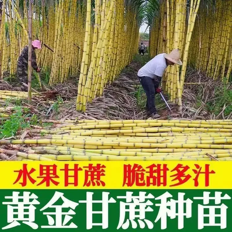 广西黄金甘蔗种苗薄皮水果甘蔗高产手撕甘蔗青皮正宗竹蔗易种植