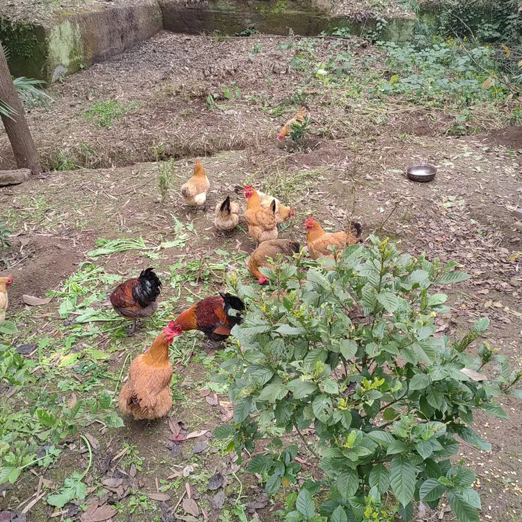 【直播现称】农家散养土鸡现杀默认烧皮【顺丰空运包邮 包冰率不含冰