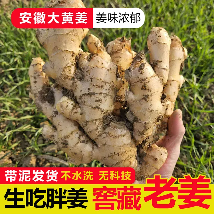【生吃胖老姜】生姜生吃大姜家用糖醋姜泡姜大胖姜安徽产地直发