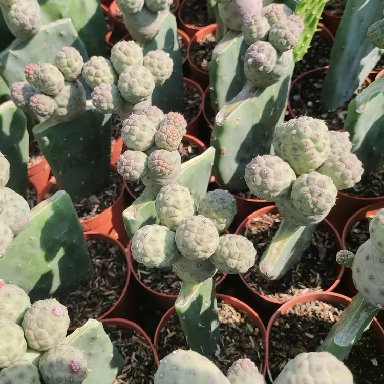 习志野仙人球稀有贵货多肉植物盆栽可变紫色适合阳台摆放