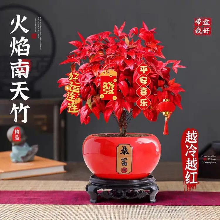 火焰南天竹年宵花带盆栽好红叶子盆栽室内外窗台阳台种植