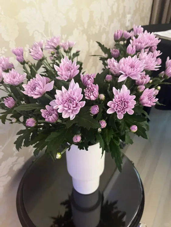 【维罗妮卡】小雏菊（包邮）不做隔夜花 东北鲜切花种植基地 现采现发