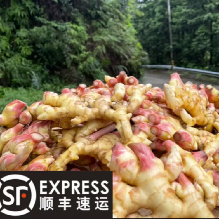 文成高山嫩姜小黄姜