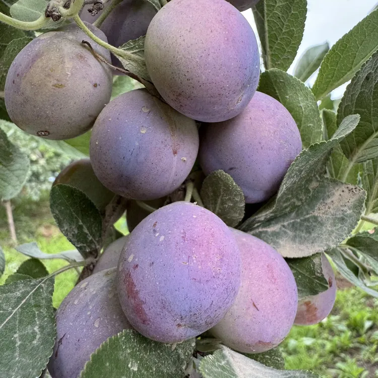 【粉丝专属】正宗新疆法兰西小西梅 京东空运 产地现摘现发应季水果