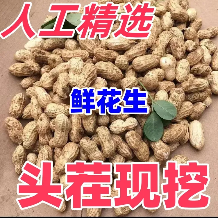 新鲜花生苏北带泥巴粉白皮花生花生带壳农家自种现挖当季湿花生