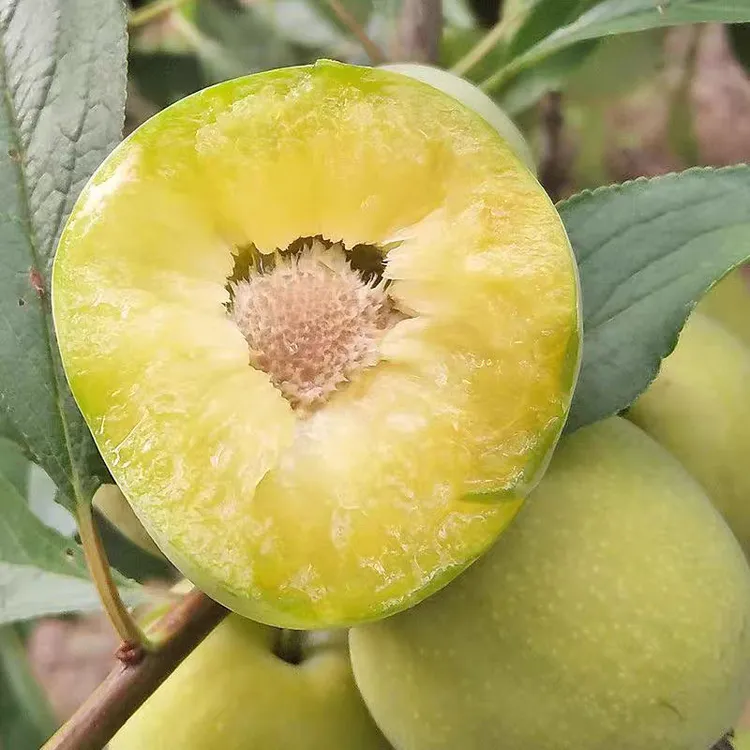 万州李子青脆李四川脱骨李空心李新鲜水果现摘巫山脆李鲜夏季水果