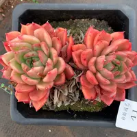 41杂交精品基地13厘米