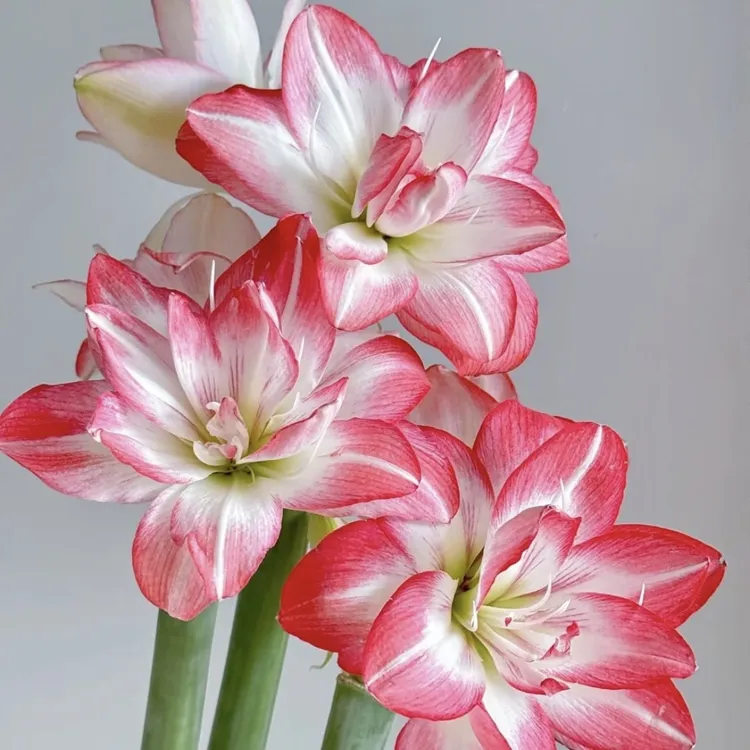 花孔雀朱顶红种球盆栽重瓣四季可种新手易养护爆花强带侧芽发货