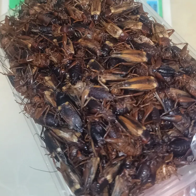 蟋蟀 冷冻油葫芦  美食 食用 吊饵 莱芜寨里自提 不邮寄