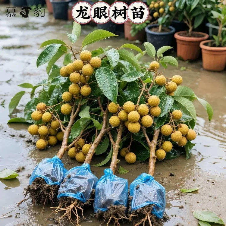 正宗广西嫁接四季龙眼石峡龙眼储良龙眼盆栽地栽桂圆树苗当年结果