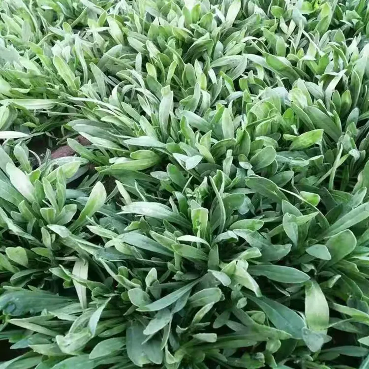 羊蹄稞头茬新鲜蔬菜现挖现发山东特产面条菜5斤当季时令野菜包邮