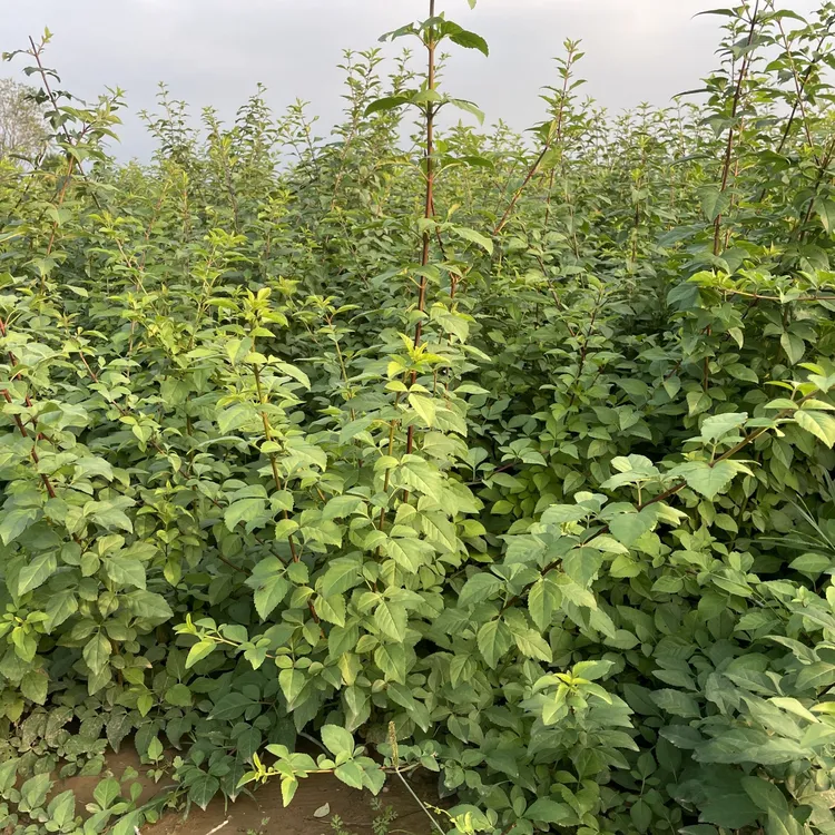 高产易成活药用3号连翘苗