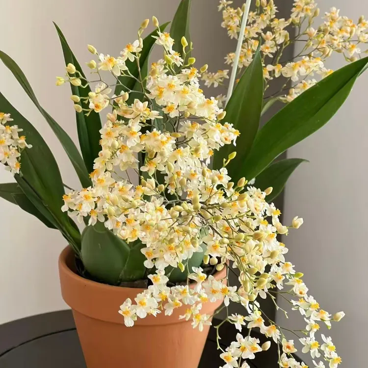 梦香兰种植盆栽好养护开花好看