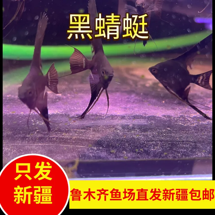 新疆鱼乐圈包邮乌鲁木齐直发燕子黑蜻蜓神仙燕鱼稀有品种