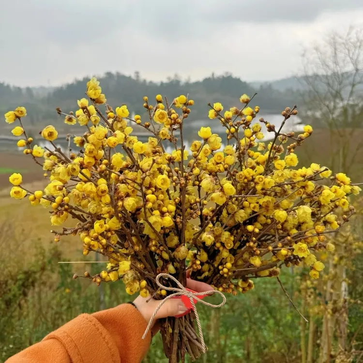 迷你腊梅2把/满屋飘香/山上现剪/耐寒好养室内水培花卉