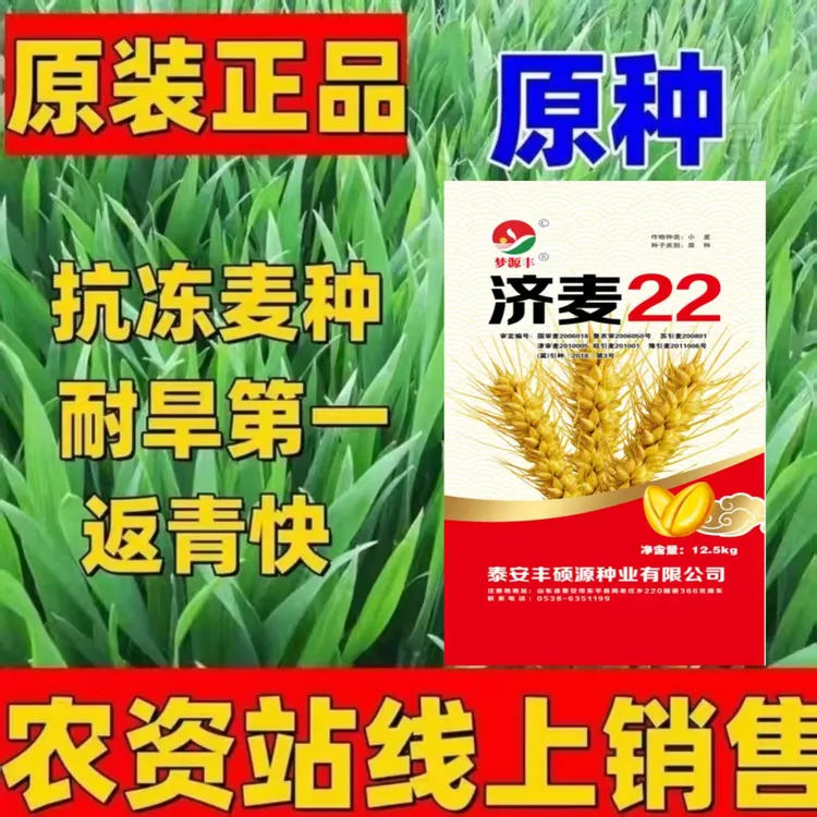 国审小麦济麦22矮杆抗倒伏大穗抗病虫高产稳产农科院推荐正品原种