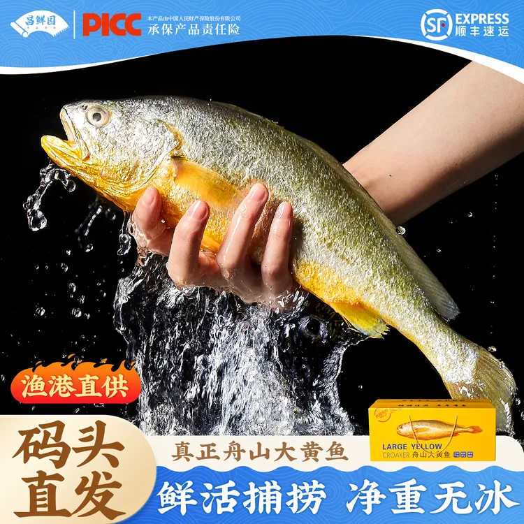 【买一送一】正宗舟山大黄鱼送礼冰鲜冷冻黄花鱼海鲜生鲜特产礼盒