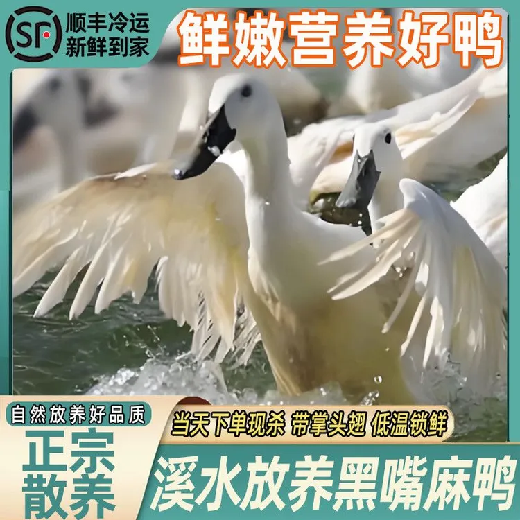 【小英专属】农家散养黑嘴麻鸭双黑土鸭水鸭子鸭子正宗农家散养鸭子