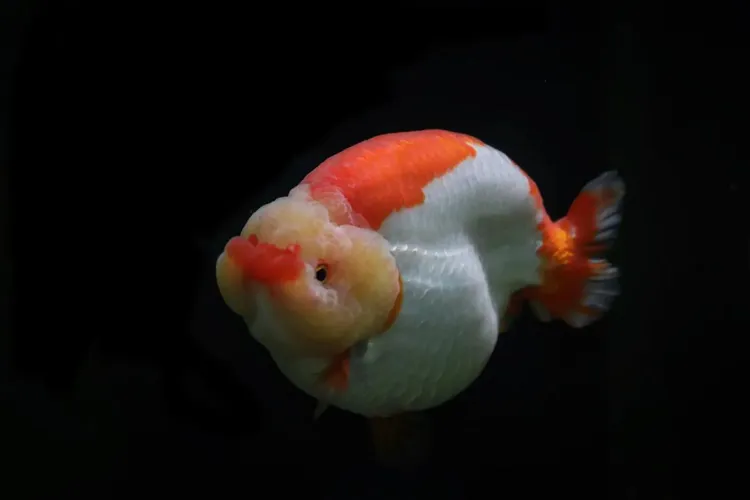 兰寿金鱼冷水观赏鱼苗活体波妞奶牛泰狮好养耐活招财鱼鱼观赏鱼