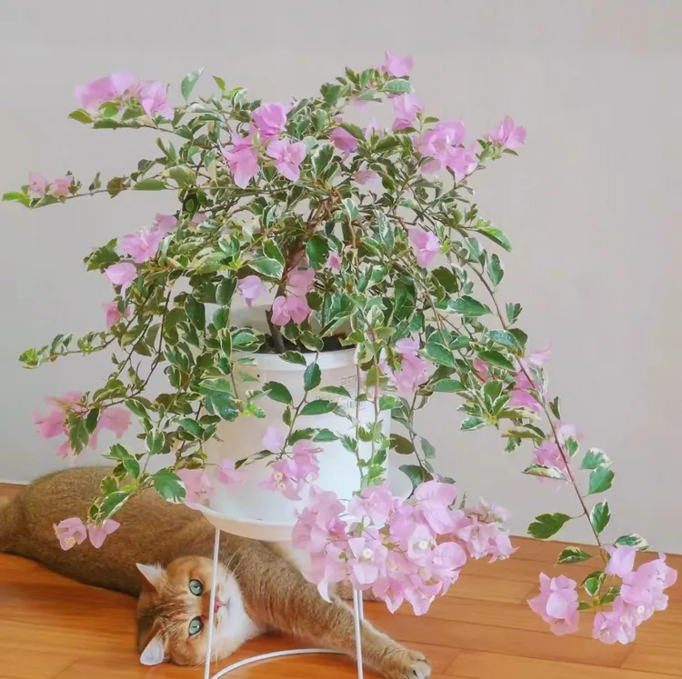 【银边水仙子紫】三角梅四季开花勤花爬藤植物阳台庭院绿植花卉观赏
