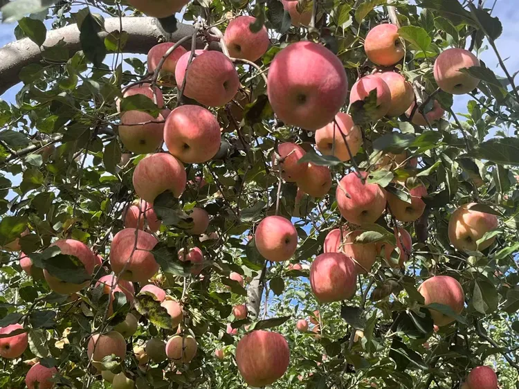 灵宝寺河山红富士苹果 脆甜多汁 产地直发