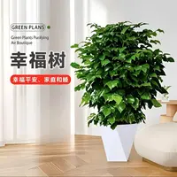 幸福树盆栽【60-70CM】植物绿色好养盆景净化空气吸甲醛桌面绿植
