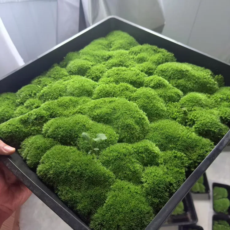 青苔铺面鲜活苔藓批发微景观盆景盆栽花盆苔藓爬宠专用青苔藓