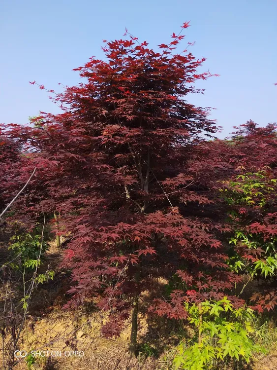 庭院三季红枫8公分别墅景观