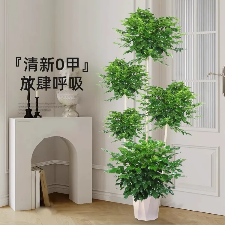 老桩精品五层造型幸福树室内绿植绿宝大盆栽网红家居绿植多层造型