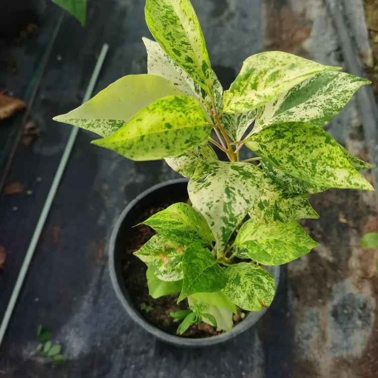 稀有大理石皇后油画绿萝绿植室内垂吊观叶盆栽四季常青好养