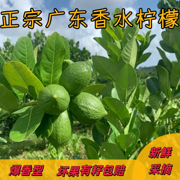 新鲜现摘无籽正宗广东香水柠檬产地直发爆香型适合手打柠檬茶