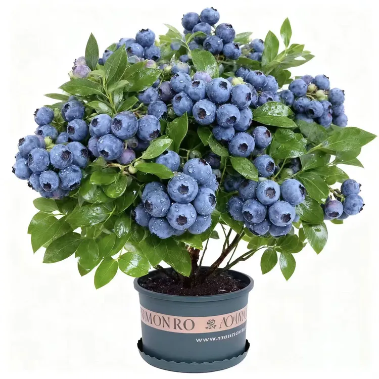 蓝莓苗（1.5加仑）地栽带花带果阳台庭院果树南北方种植
