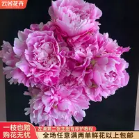 【云舍花卉】【如意粉】芍药【花期短】任意满两单及以上鲜花包邮