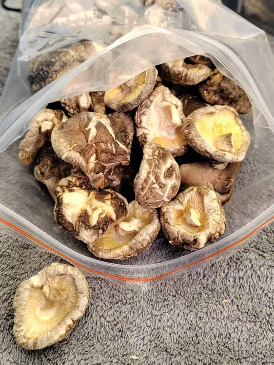 丑菇自然凉晒烘干秋栽菇冬菇干香菇干货剪根香菇