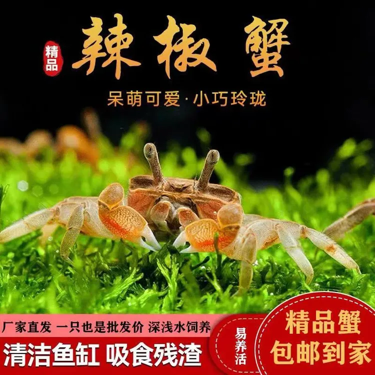 迷你辣椒蟹蟹粮鱼缸除藻生态缸原生缸小螃蟹好看好养可深水养XL