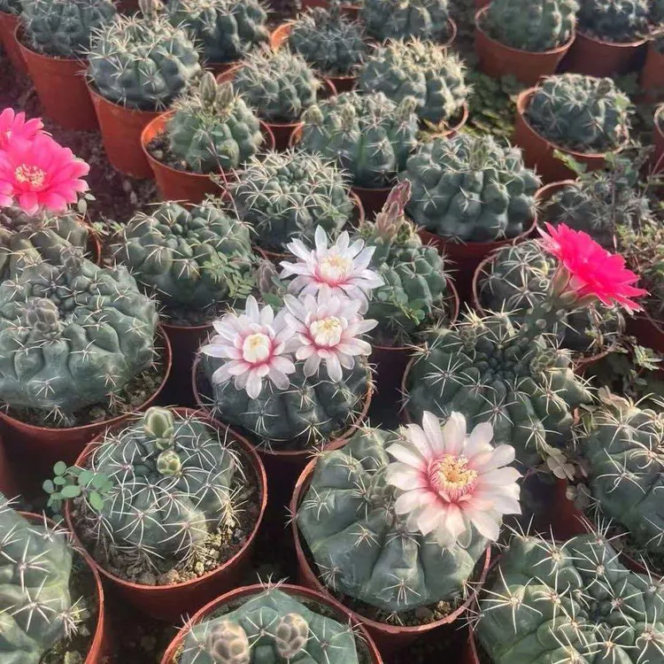 【会开花】绯花玉仙人球多肉植物室内好养防辐射办公室盆栽绿植花