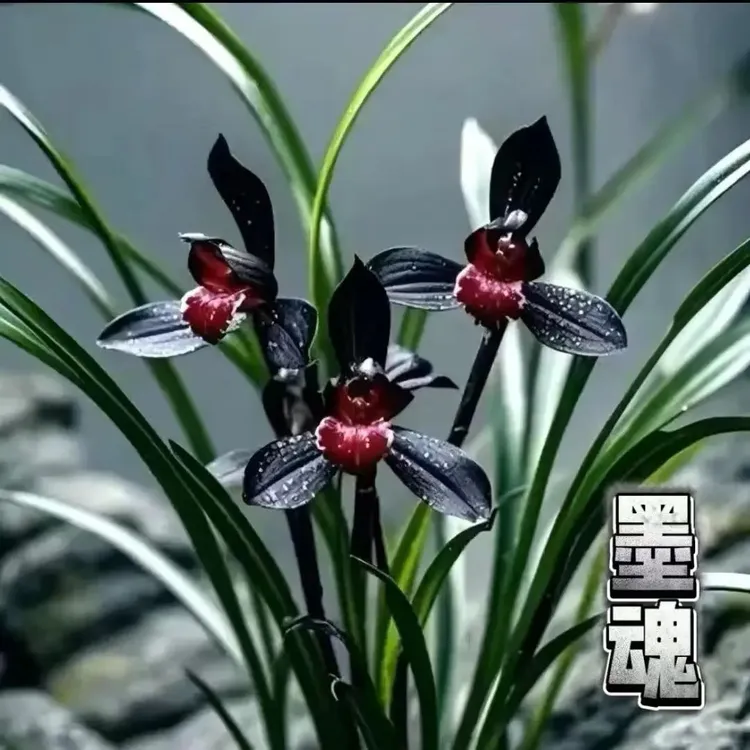 新品浓香型花苞【墨魂】四季兰苗室内桌面绿植阳台盆栽春兰建兰墨兰商品图