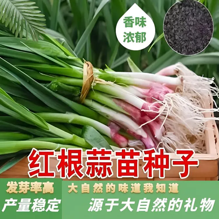 四季红根蒜苗种子四季种植阳台盆栽大叶韭菜籽四季蔬菜种子正宗