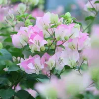 【绿樱】三角梅四季可爬藤可垂丝庭院不带花