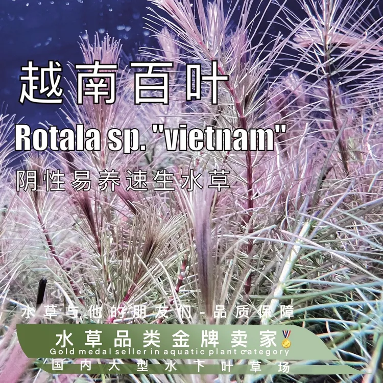 越南百叶（100%水下叶）水草自养水下叶草缸造景中后景水草红羽毛