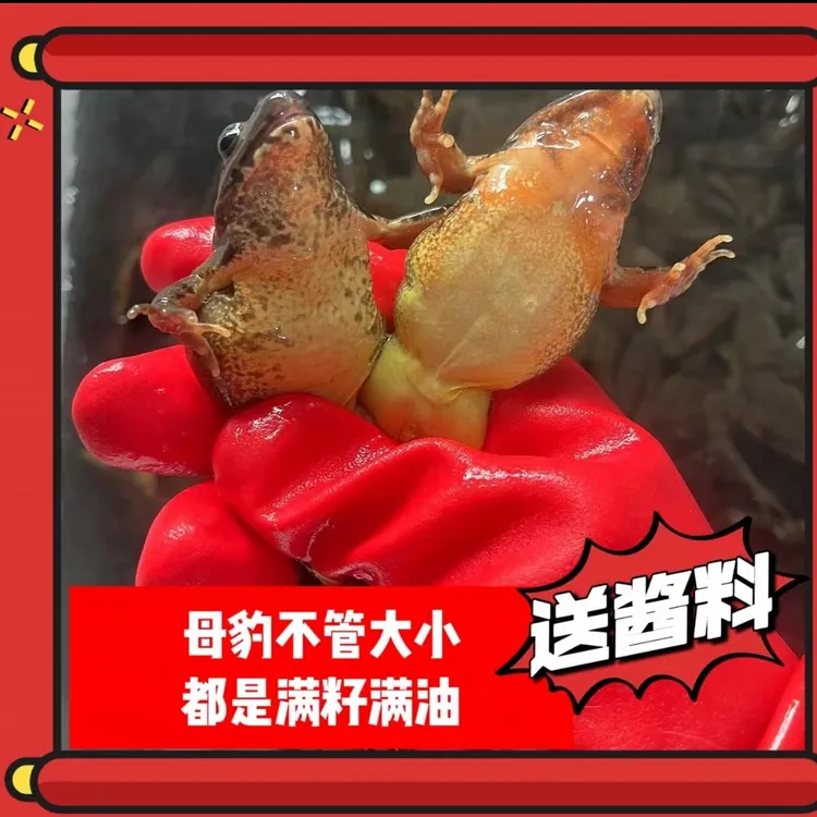 东北河鲜土特产 蛤蟆 母蛙 顺丰发货
