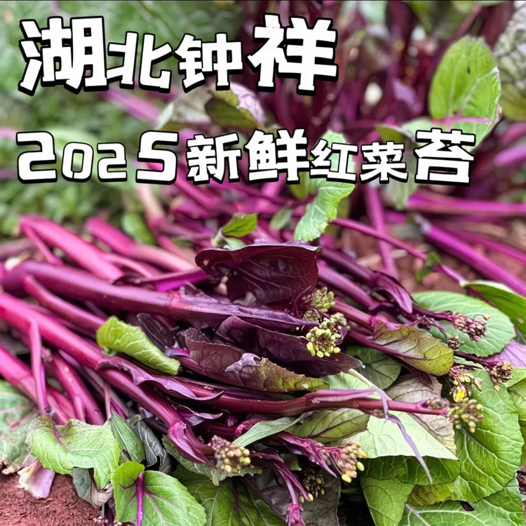 湖北钟祥农家自种红菜苔紫菜苔菜薹鲜嫩新鲜现掐现发时令蔬菜包邮